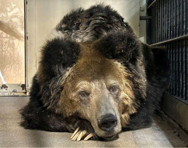 浴室から出たら台所で食べ物荒らす成獣1頭を発見　けが人なし　4時間前には350m離れた別の住宅にもクマが　岩手・雫石町