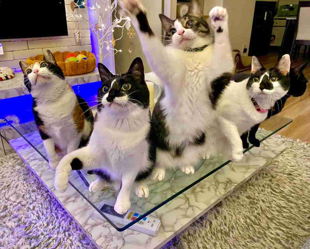 飼い猫に言いたいこと