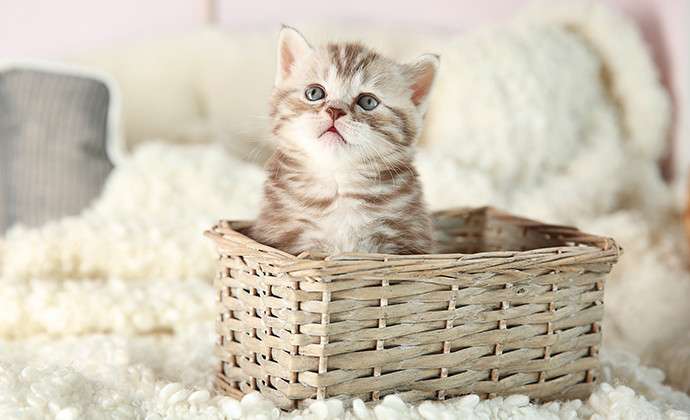 飼い猫に言いたいこと