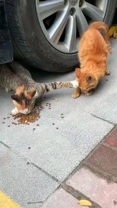 いじわる……？と思ったこと
