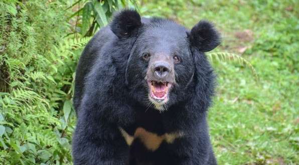 クマに嚙みついて撃退したハスキー犬、家族の6歳の男の子を守る