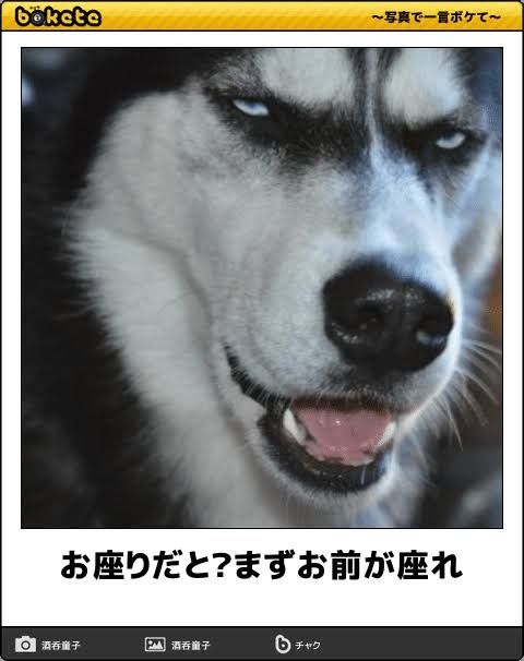 「bokete」アプリ、サービス終了へ　システム老朽化やサーバ費高騰で　18年で1億超のボケ