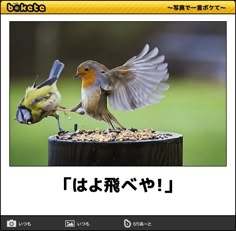 「bokete」アプリ、サービス終了へ　システム老朽化やサーバ費高騰で　18年で1億超のボケ