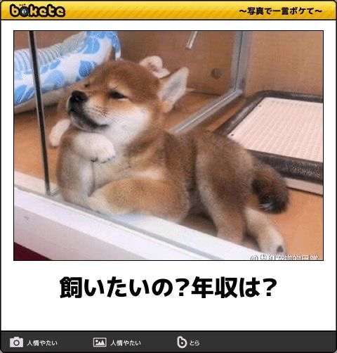 「bokete」アプリ、サービス終了へ　システム老朽化やサーバ費高騰で　18年で1億超のボケ