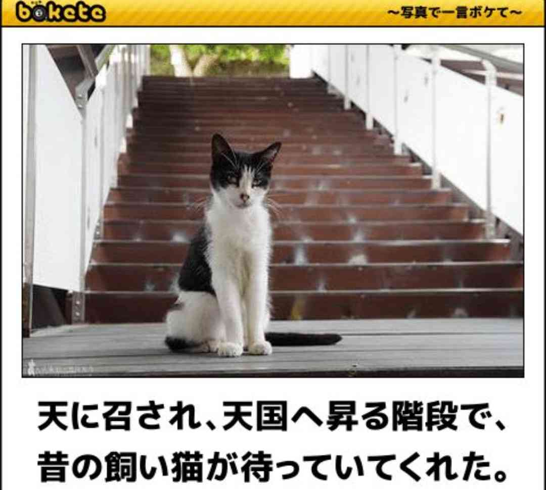 「bokete」アプリ、サービス終了へ　システム老朽化やサーバ費高騰で　18年で1億超のボケ