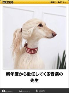 「bokete」アプリ、サービス終了へ　システム老朽化やサーバ費高騰で　18年で1億超のボケ