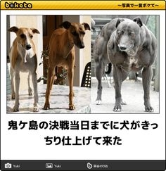 「bokete」アプリ、サービス終了へ　システム老朽化やサーバ費高騰で　18年で1億超のボケ