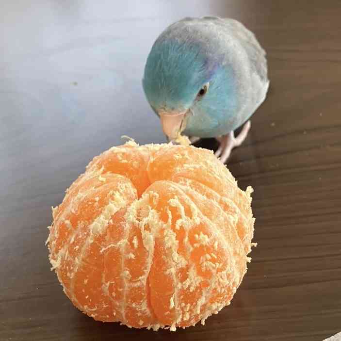 フルーツを食べる