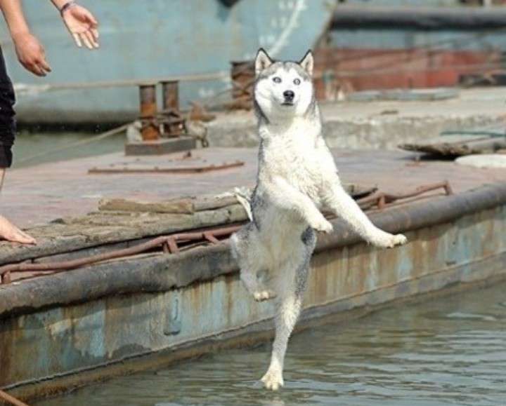 飼い犬2匹を安倍川に遺棄「同棲のために2人で話し合って…」 男のアパートはペット不可の物件　体内チップで飼い主の女が判明　交際関係の30代男女を書類送検