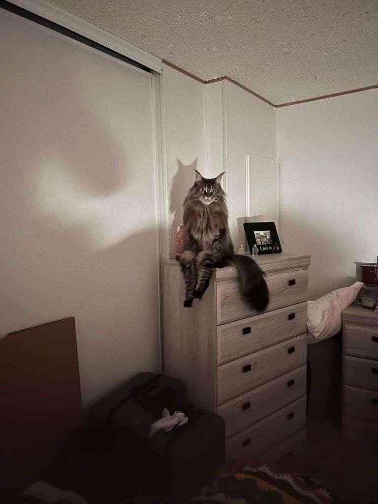 暗めの部屋が好きな人