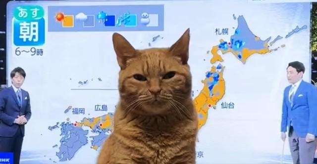 こっち見んなと言ってそうな画像を貼るトピ