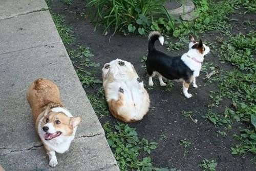 こっち見んなと言ってそうな画像を貼るトピ