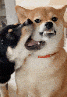 こっち見んなと言ってそうな画像を貼るトピ