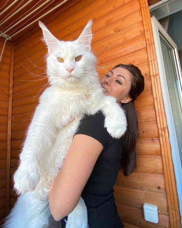 大型猫を飼っている人【雑談】