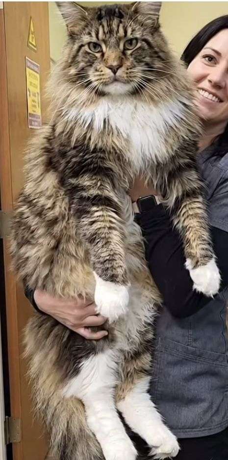 大型猫を飼っている人【雑談】