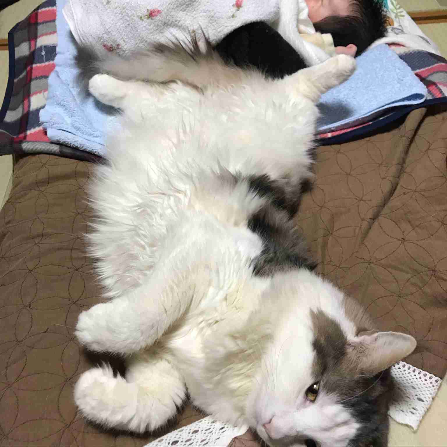 大型猫を飼っている人【雑談】