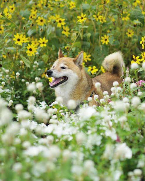 花を長持ちさせる方法