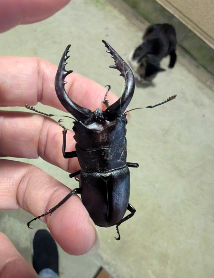 最近見かけた昆虫にプラス