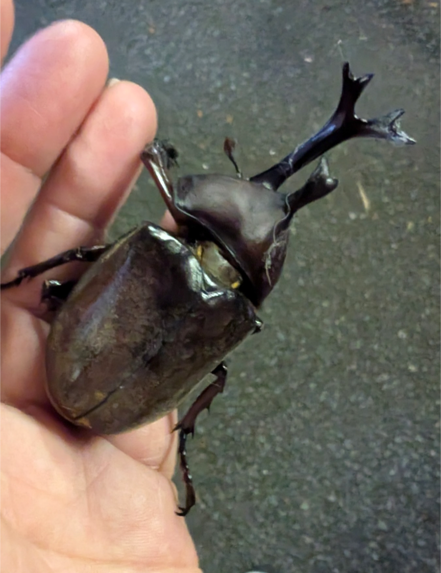 最近見かけた昆虫にプラス