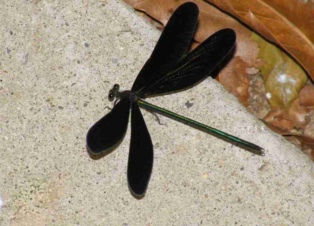 最近見かけた昆虫にプラス