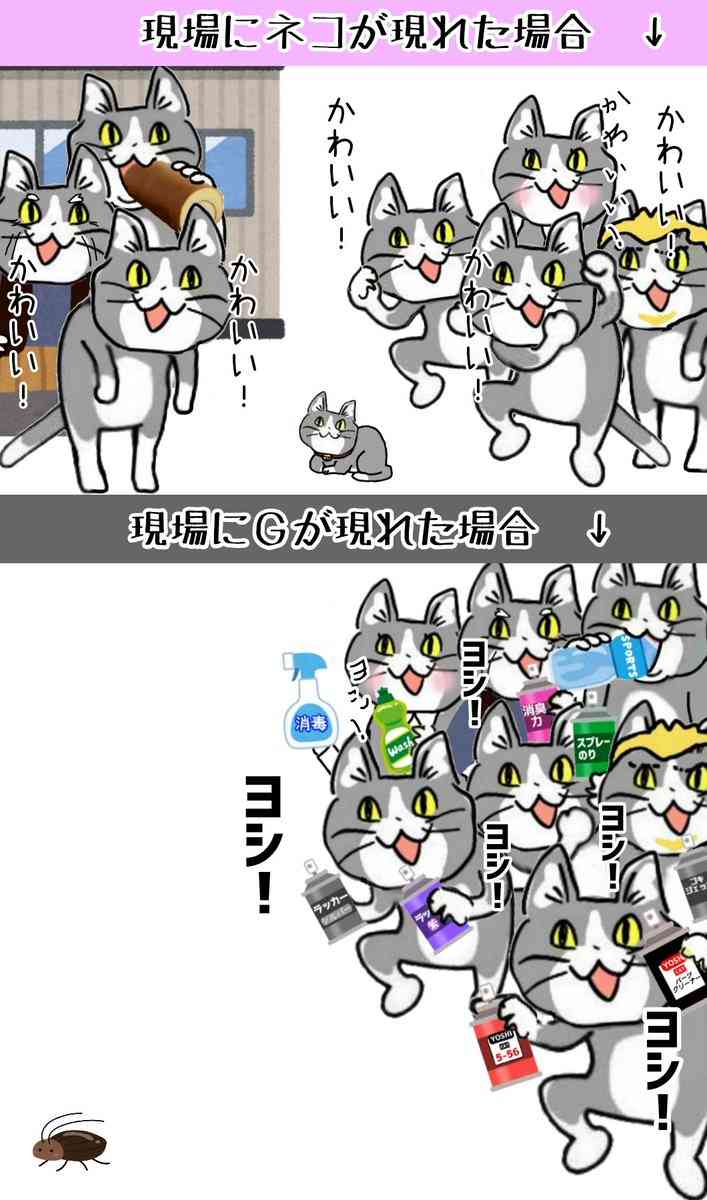 野良の子猫を保護しました