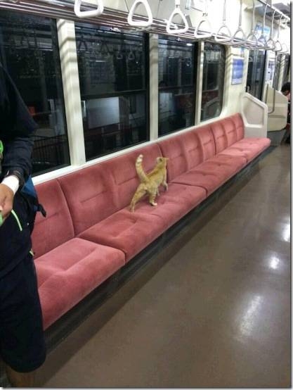 野良の子猫を保護しました