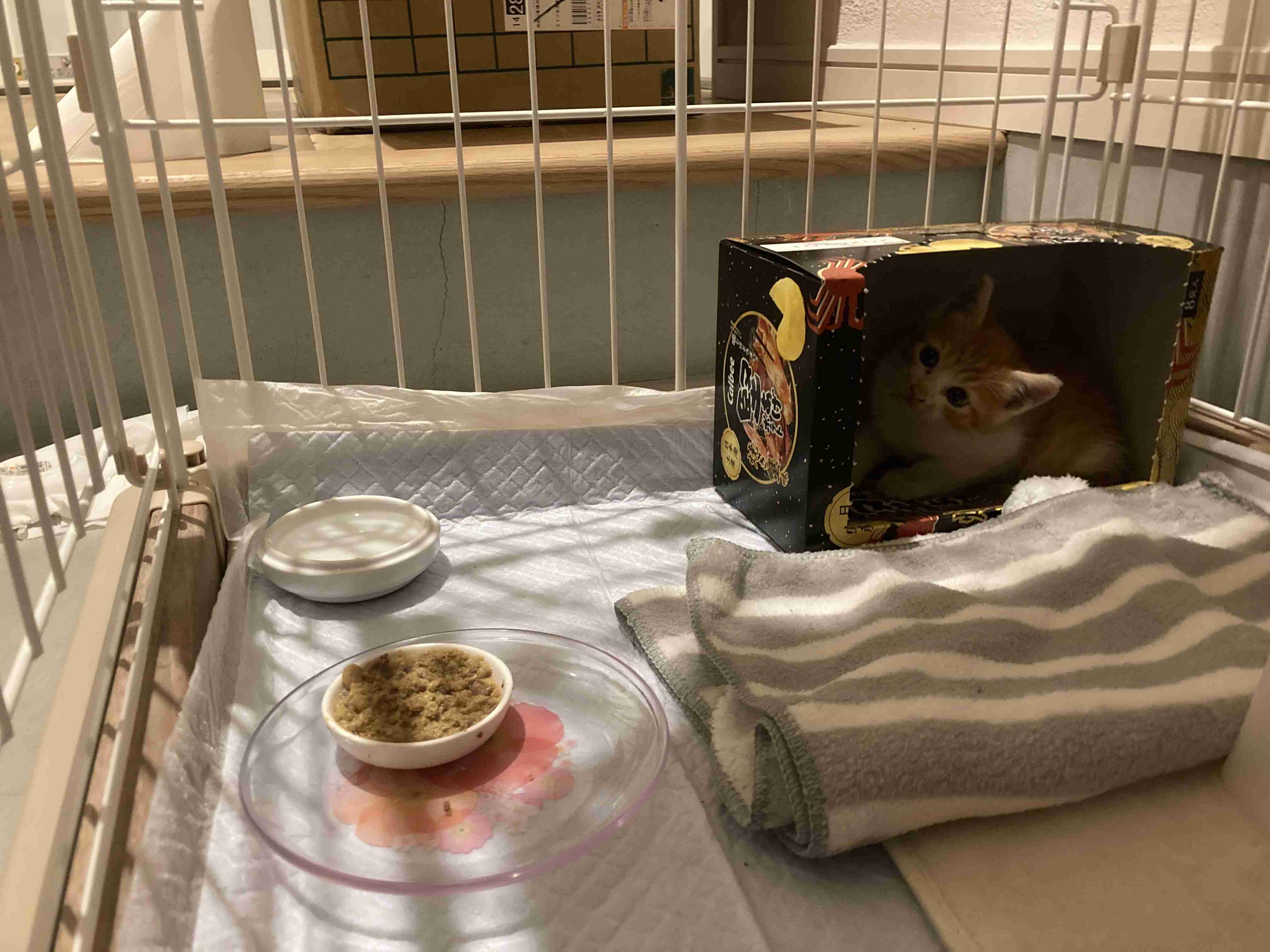 野良の子猫を保護しました