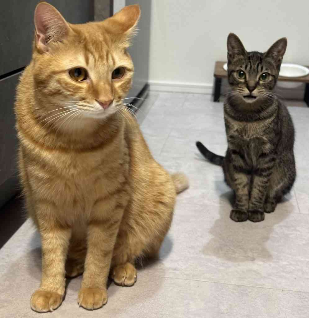 野良の子猫を保護しました