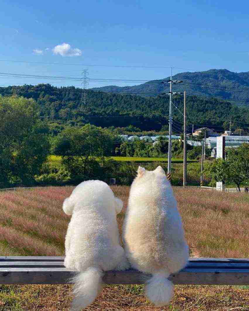 犬2匹を連れて飲食店へ… 置かれた伝票を見ると「店員が書いたメモ」にホッコリ