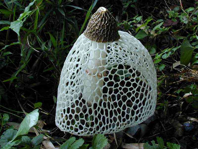【閲覧注意】色んな集合体の画像を集めようPart7