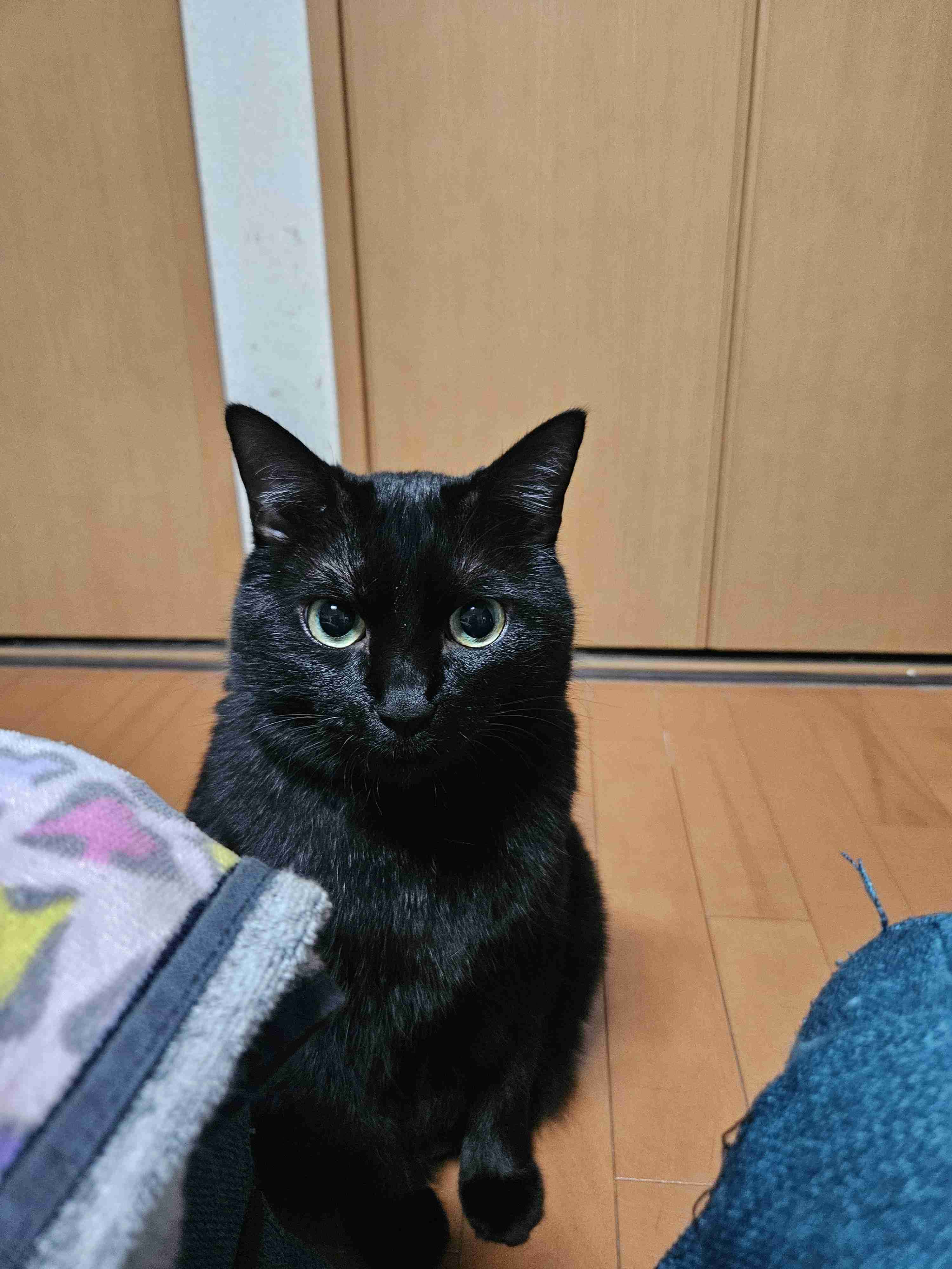 黒猫が好きな人、集合!!(飼ってる人も)Part.2