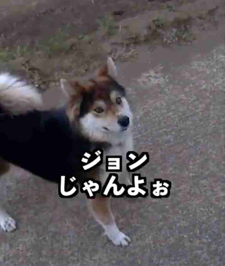 SNSで一度は流れてきたことある動画