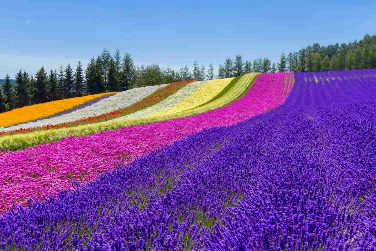 北海道といえば思い浮かぶのはなに?