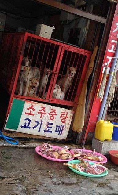 韓国「犬肉禁止法」施行へ 葛藤する現場 45年続く犬肉店 生き残りかけヤギ料理