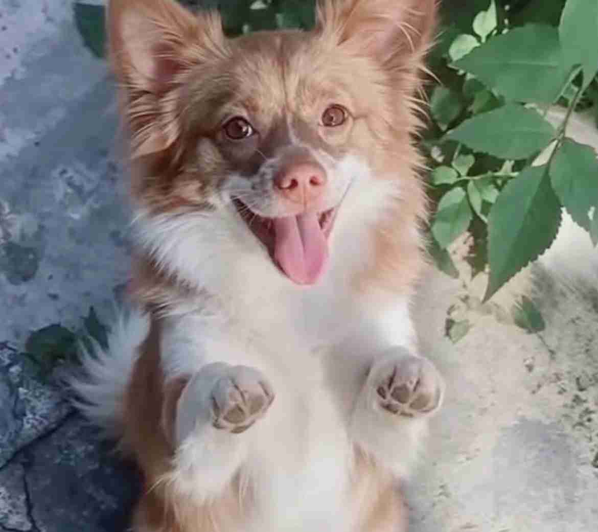 韓国「犬肉禁止法」施行へ 葛藤する現場 45年続く犬肉店 生き残りかけヤギ料理