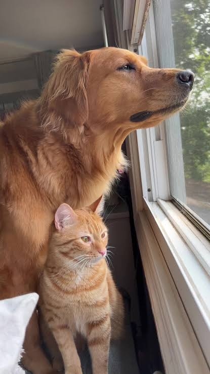 “猫渋滞”に気遣い立ち往生する愛犬⇨飼い主に助けを求める“困り顔”に「愛おしすぎる」の声