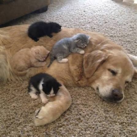 “猫渋滞”に気遣い立ち往生する愛犬⇨飼い主に助けを求める“困り顔”に「愛おしすぎる」の声