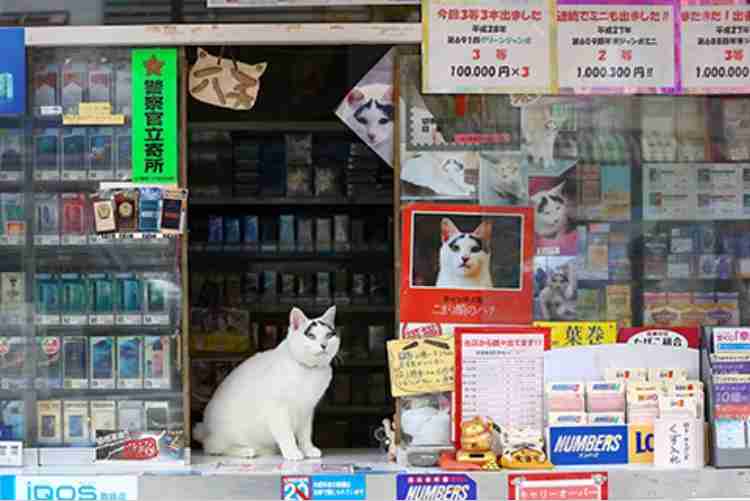 動物がいる店