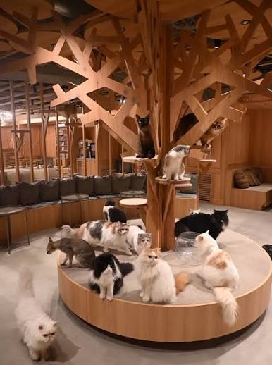 猫カフェ