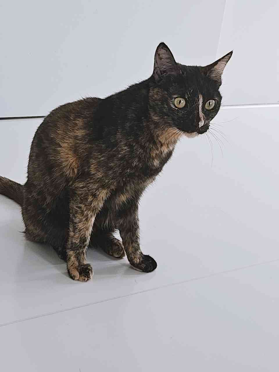 猫カフェ