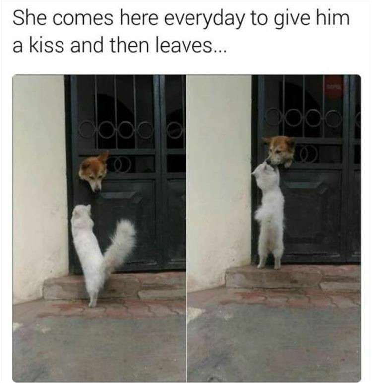 犬派？　猫派？　