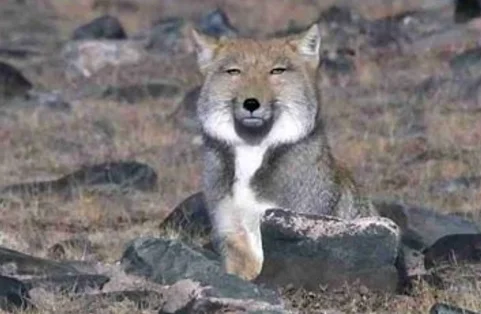 犬派？　猫派？　