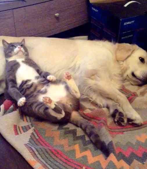 犬派？　猫派？　