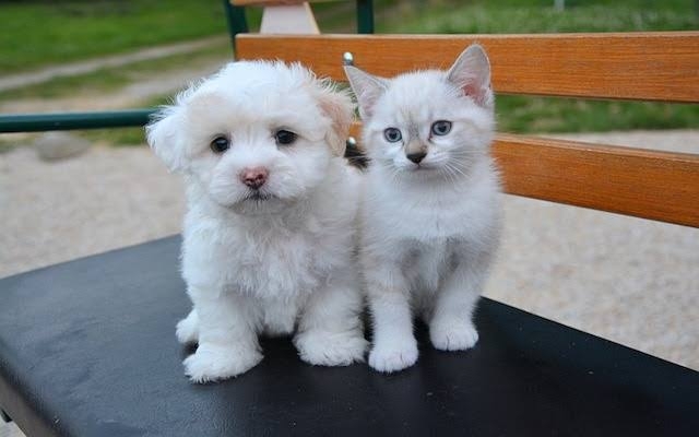 犬派？　猫派？　