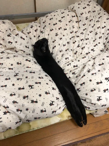 黒猫が“完全に”液体化...。極細のスキマから現れる様子に「液体どころか煙じゃねーか！」と驚きの声