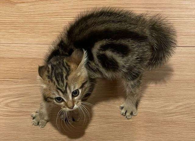 黒猫が“完全に”液体化...。極細のスキマから現れる様子に「液体どころか煙じゃねーか！」と驚きの声