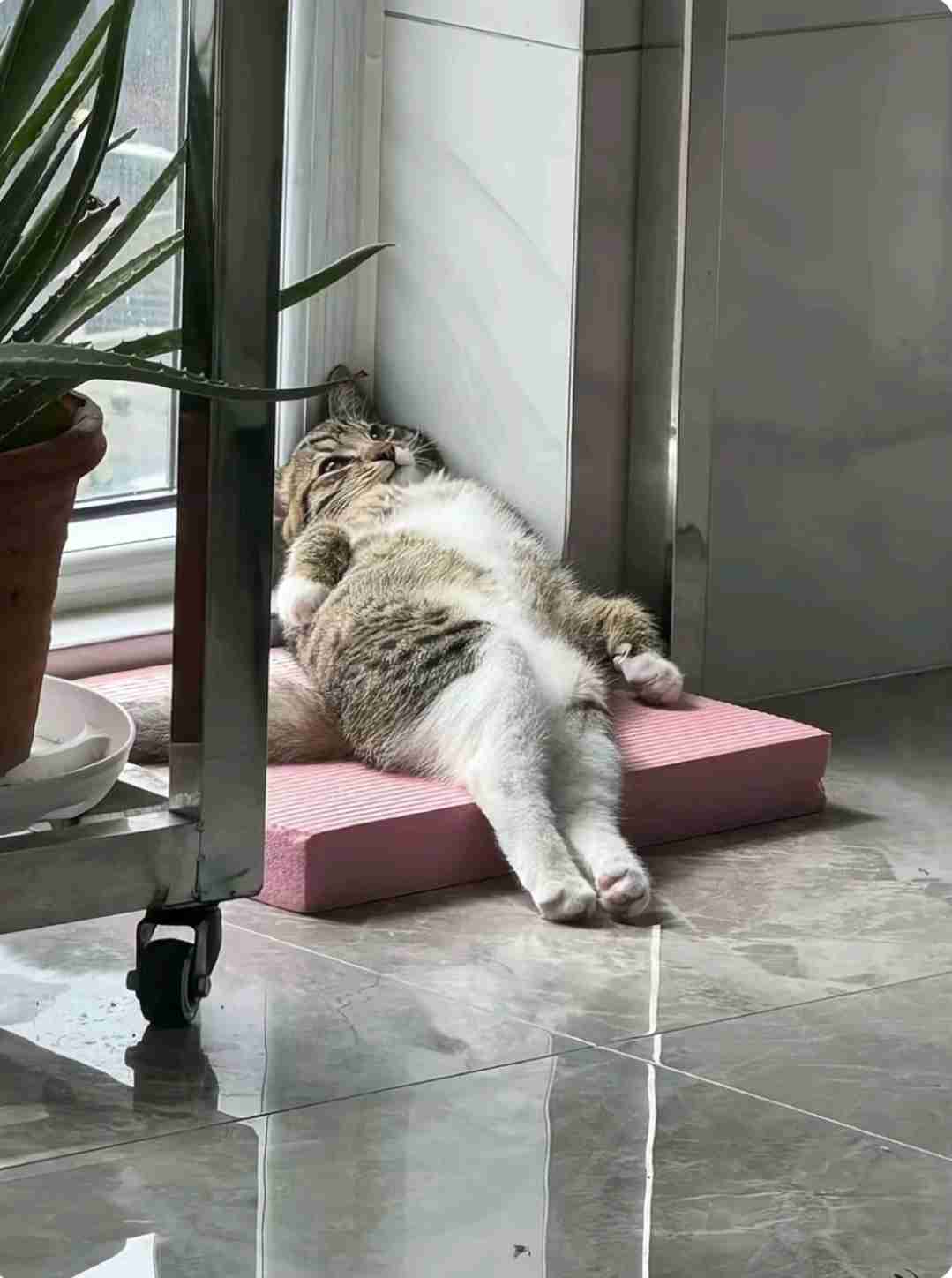 黒猫が“完全に”液体化...。極細のスキマから現れる様子に「液体どころか煙じゃねーか！」と驚きの声