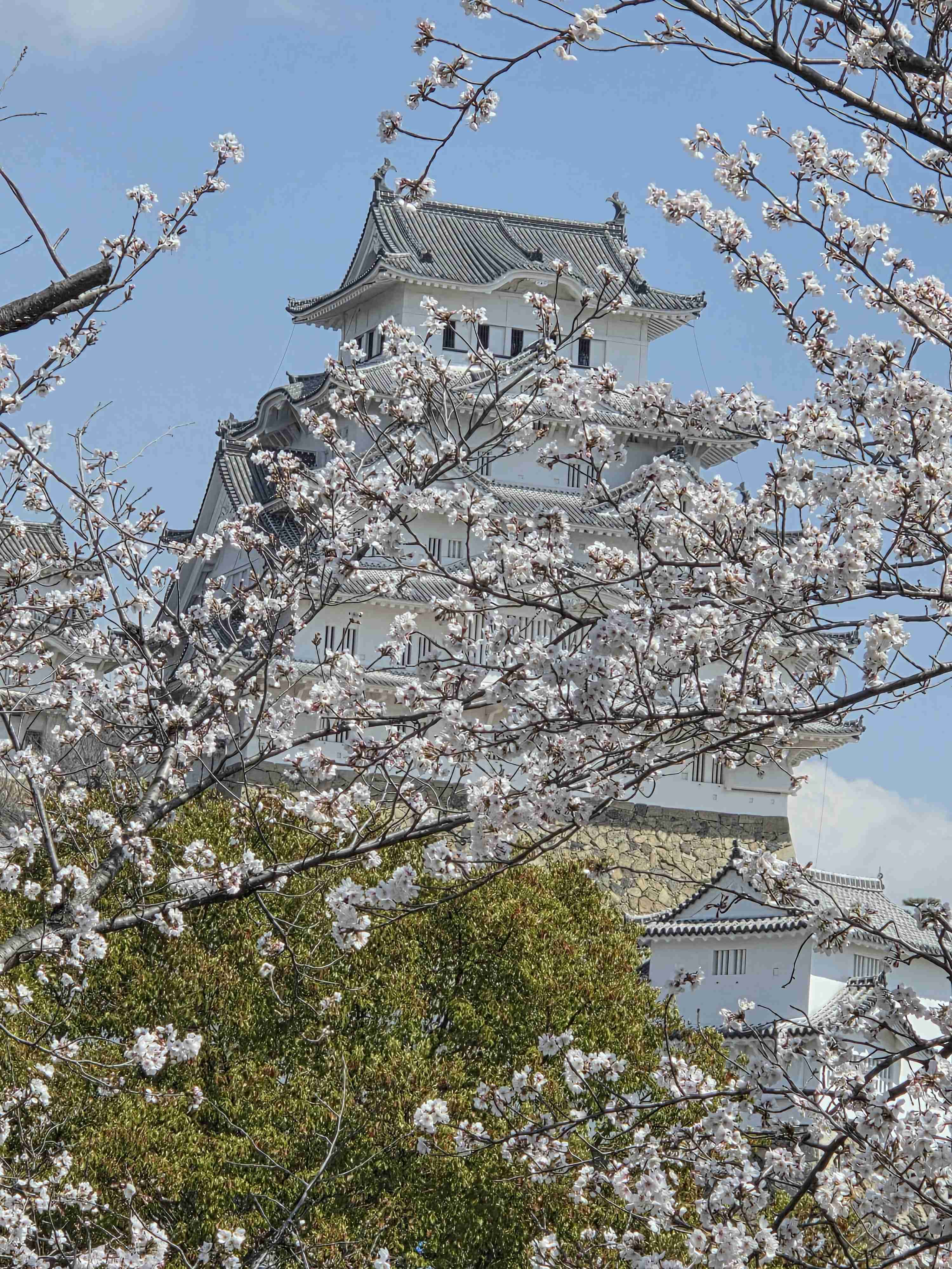 これを直に見た人はプラス