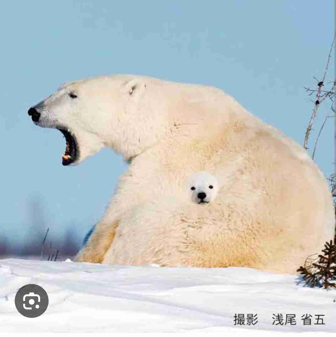 コラかと思ったらコラじゃなかった画像トピ