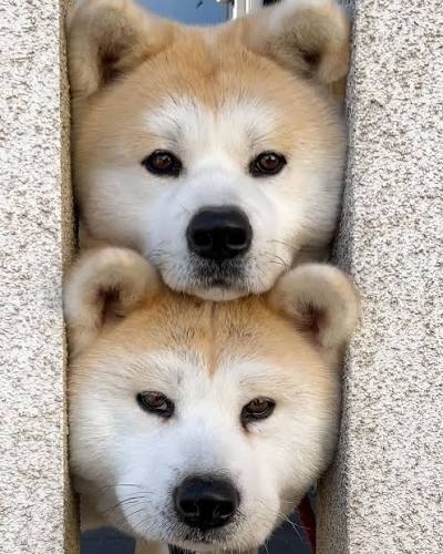 特大秋田犬が2本足でぐいっと直立、飼い主と並んだら